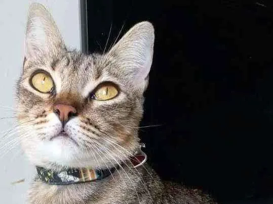 Gato ra a Srd idade 2 anos nome @ MAYA @