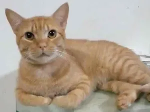 Gato raça Srd idade 1 ano nome @ Simba @