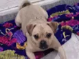 Xuxa 