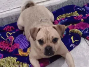 Cachorro raça Mestiça  idade 1 ano nome Xuxa 