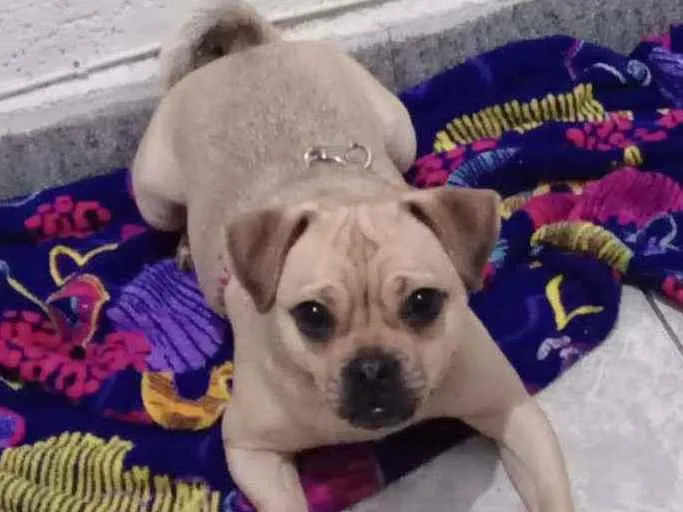 Cachorro ra a Mestiça  idade 1 ano nome Xuxa 