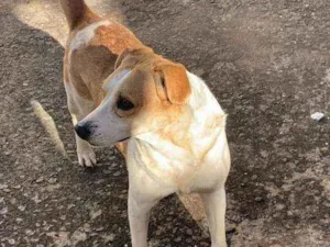 Cachorro raça Rafeiro idade 4 anos nome Castiel