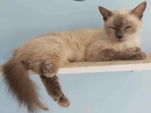 Gato raça Srd idade 1 ano nome ** Pérola **