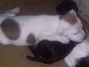 Cachorro raça Viralata com pitbull idade 2 a 6 meses nome Fuchica.meguy.moly