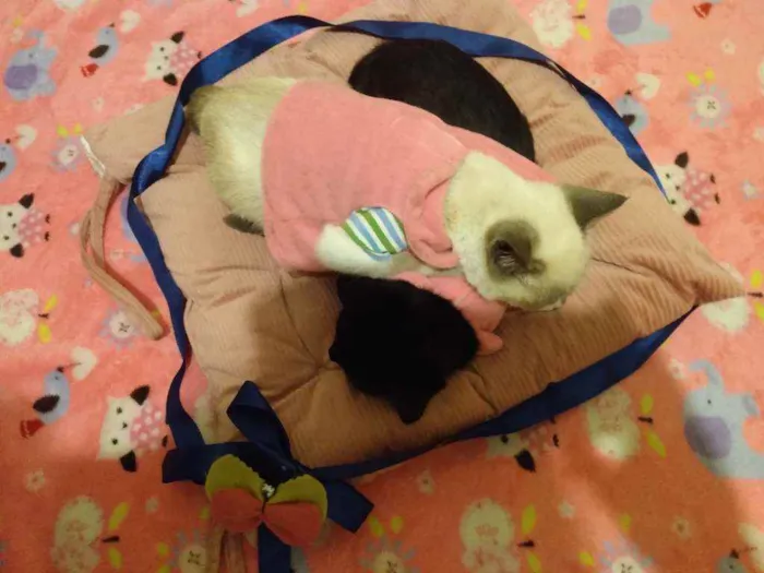 Gato ra a SRD idade 2 a 6 meses nome Irmãzinhas Filhotes