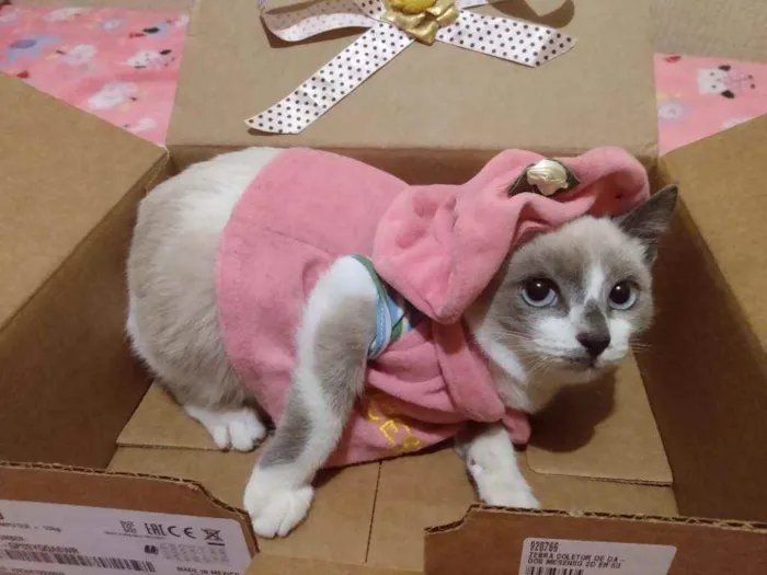 Gato ra a SRD idade 2 a 6 meses nome Irmãzinhas Filhotes