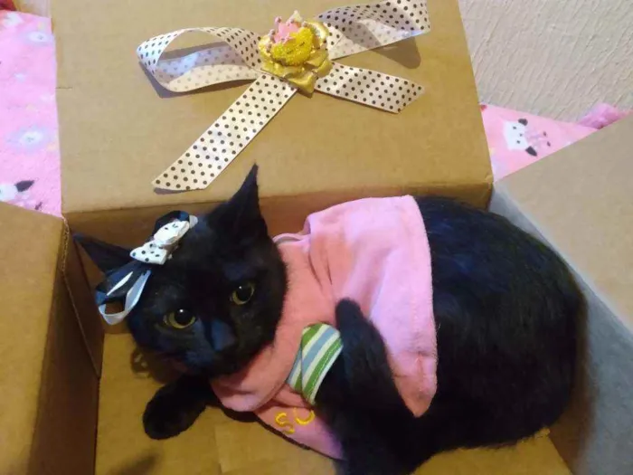 Gato ra a SRD idade 2 a 6 meses nome Irmãzinhas Filhotes