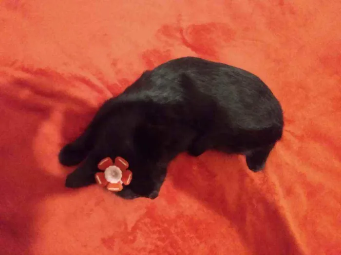 Gato ra a SRD idade 2 a 6 meses nome Irmãzinhas Filhotes