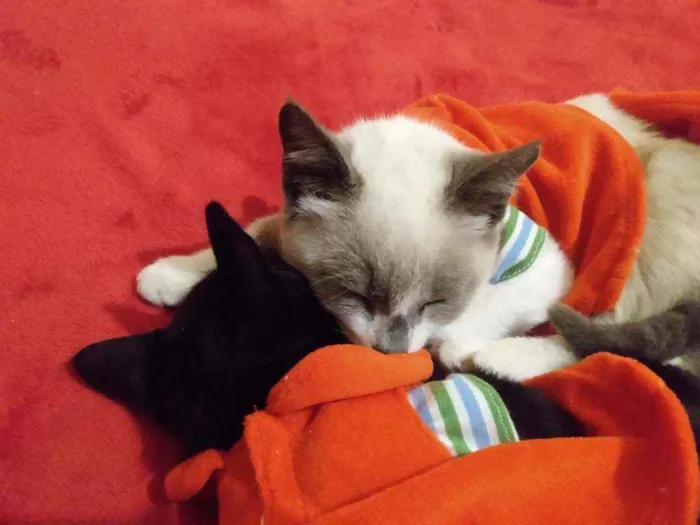 Gato ra a SRD idade 2 a 6 meses nome Irmãzinhas Filhotes