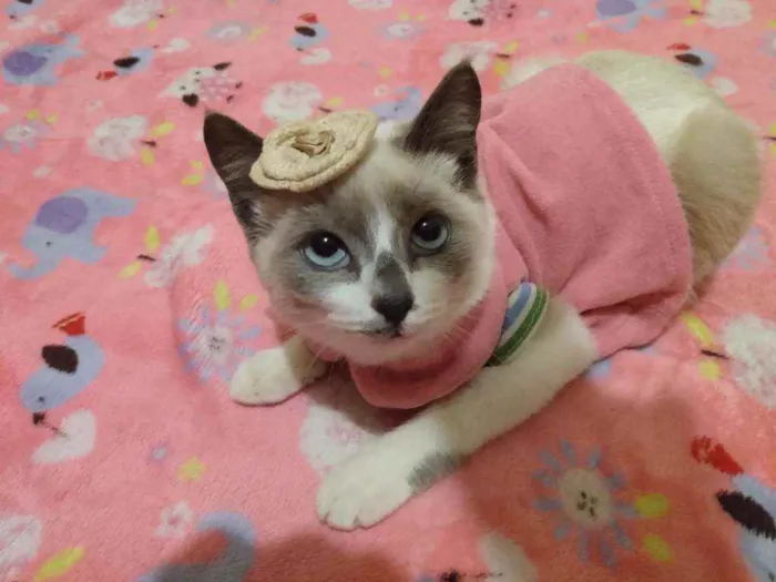 Gato ra a SRD idade 2 a 6 meses nome Irmãzinhas Filhotes