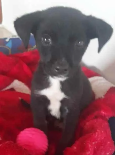 Cachorro ra a Srd idade Abaixo de 2 meses nome PINGO