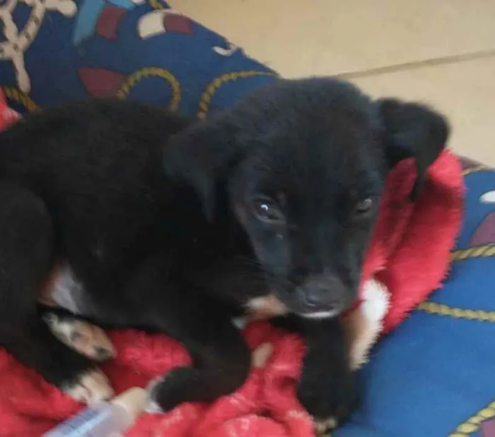 Cachorro ra a Srd idade Abaixo de 2 meses nome PINGO
