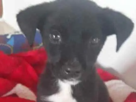 Cachorro ra a Srd idade Abaixo de 2 meses nome PINGO
