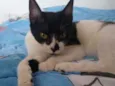 Nala
