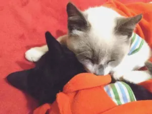 Gato raça SRD idade 2 a 6 meses nome Irmãzinhas Filhotes
