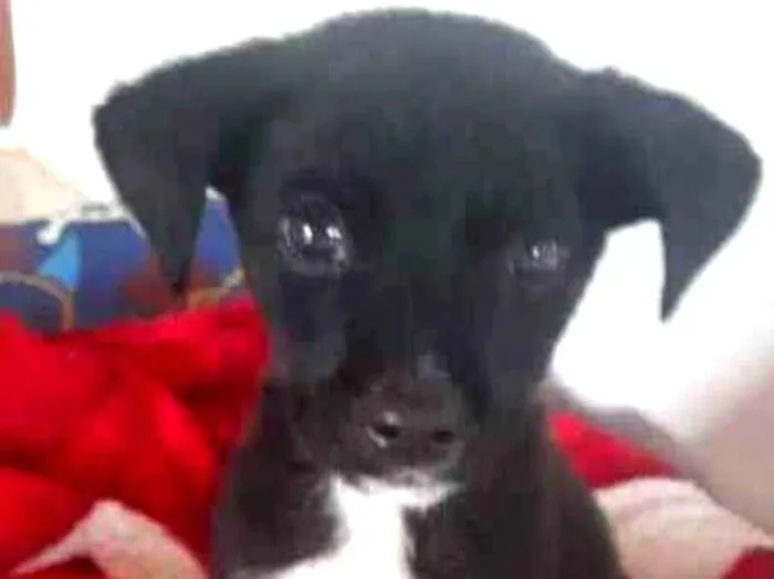 Cachorro ra a Srd idade Abaixo de 2 meses nome PINGO