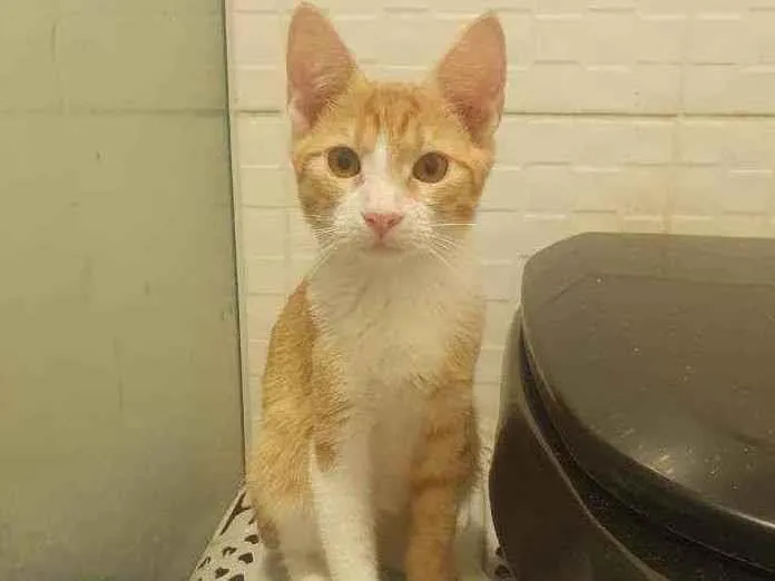 Gato ra a SRD idade 2 a 6 meses nome ,...................
