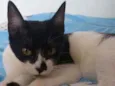 Nala