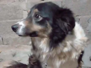 Cachorro raça Border collie idade 5 anos nome Naruto