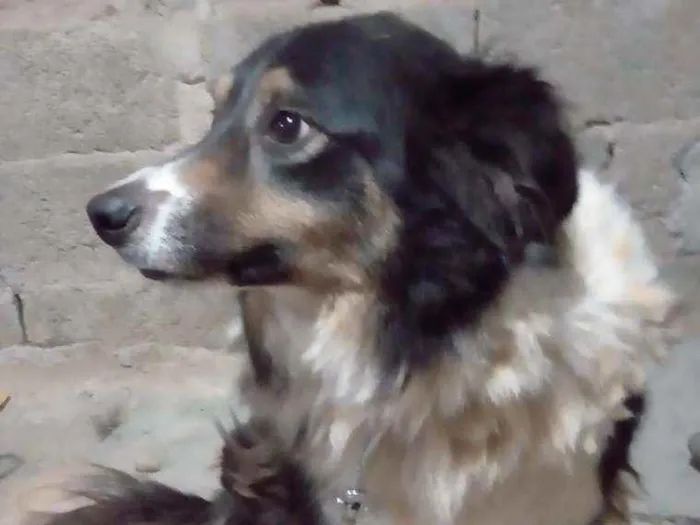 Cachorro ra a Border collie idade 5 anos nome Naruto