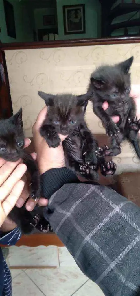 Gato ra a SRD idade Abaixo de 2 meses nome Marias