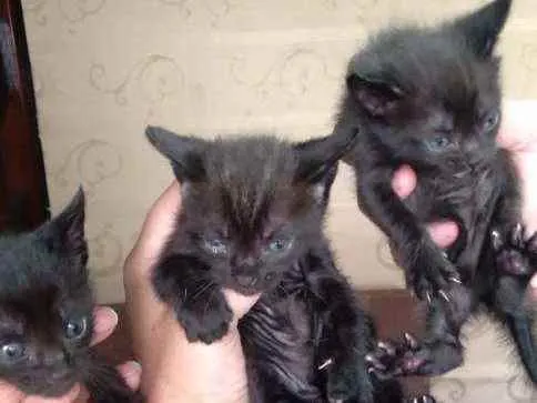 Gato ra a SRD idade Abaixo de 2 meses nome Marias