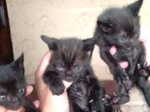Gato raça SRD idade Abaixo de 2 meses nome Marias