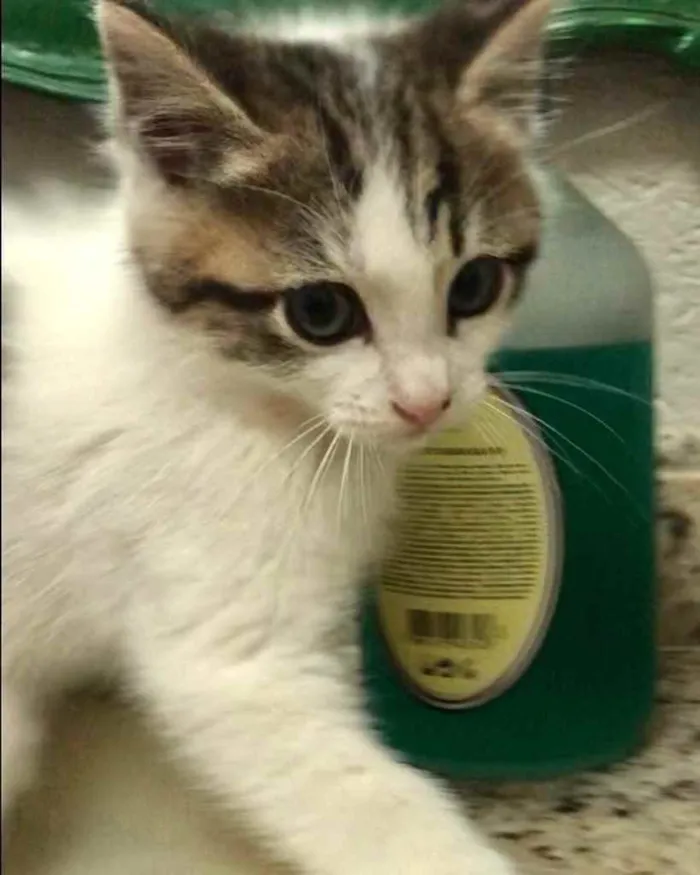 Gato ra a Srd idade Abaixo de 2 meses nome Dieguito