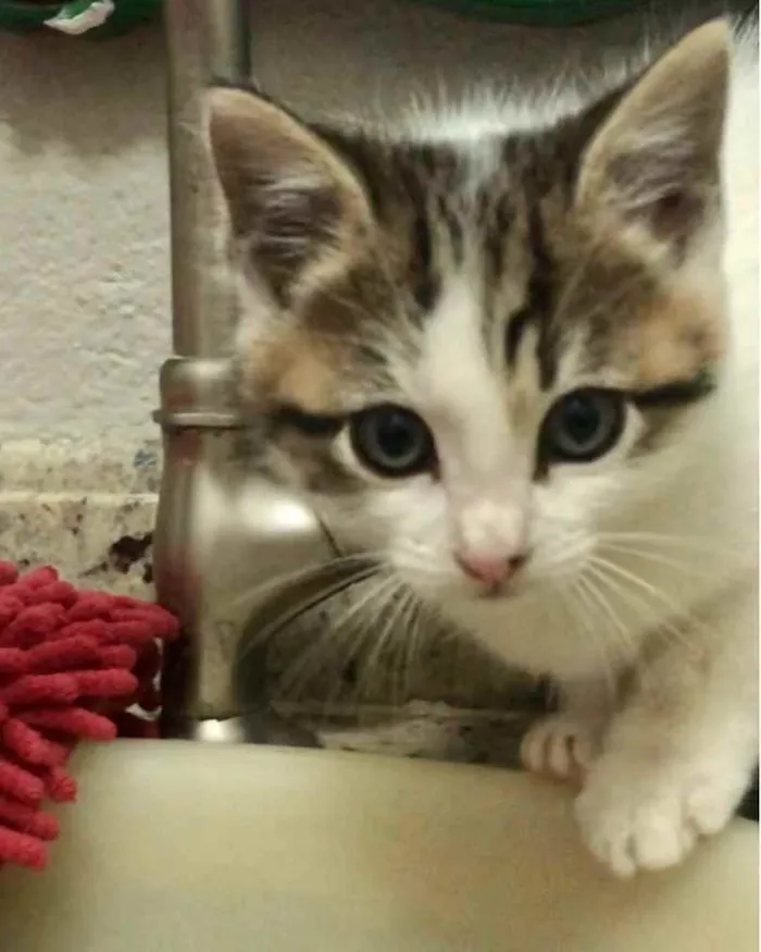 Gato ra a Srd idade Abaixo de 2 meses nome Dieguito