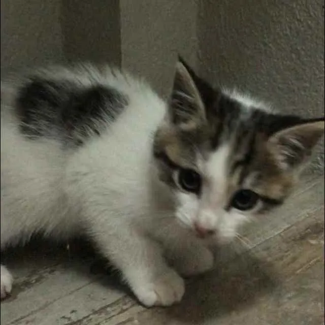 Gato ra a Srd idade Abaixo de 2 meses nome Dieguito