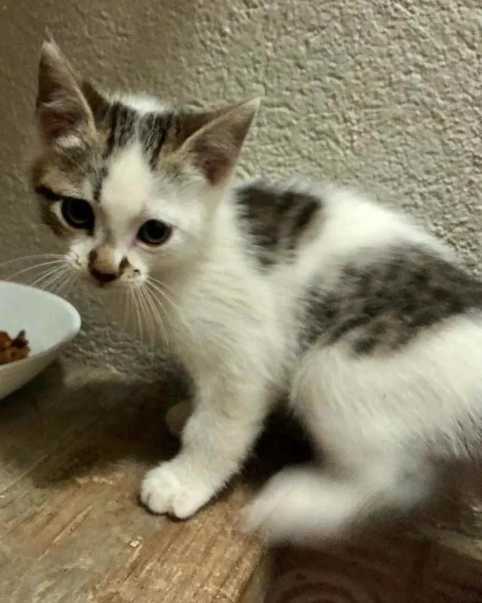 Gato ra a Srd idade Abaixo de 2 meses nome Pedroca