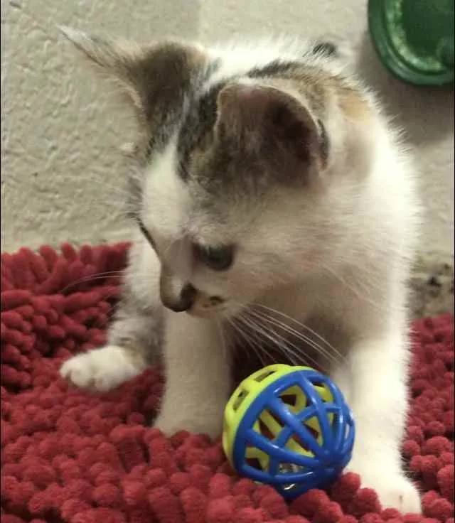 Gato ra a Srd idade Abaixo de 2 meses nome Pedroca