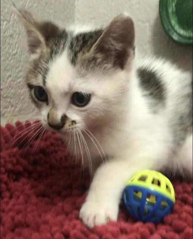 Gato ra a Srd idade Abaixo de 2 meses nome Pedroca