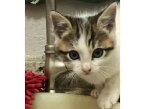 Gato raça Srd idade Abaixo de 2 meses nome Dieguito