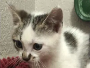Gato raça Srd idade Abaixo de 2 meses nome Pedroca
