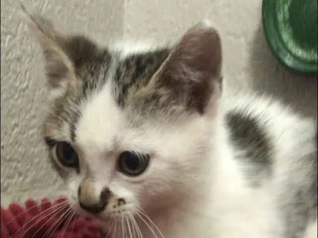Gato ra a Srd idade Abaixo de 2 meses nome Pedroca