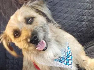 Cachorro raça Mestiço  idade 2 a 6 meses nome Zeca 