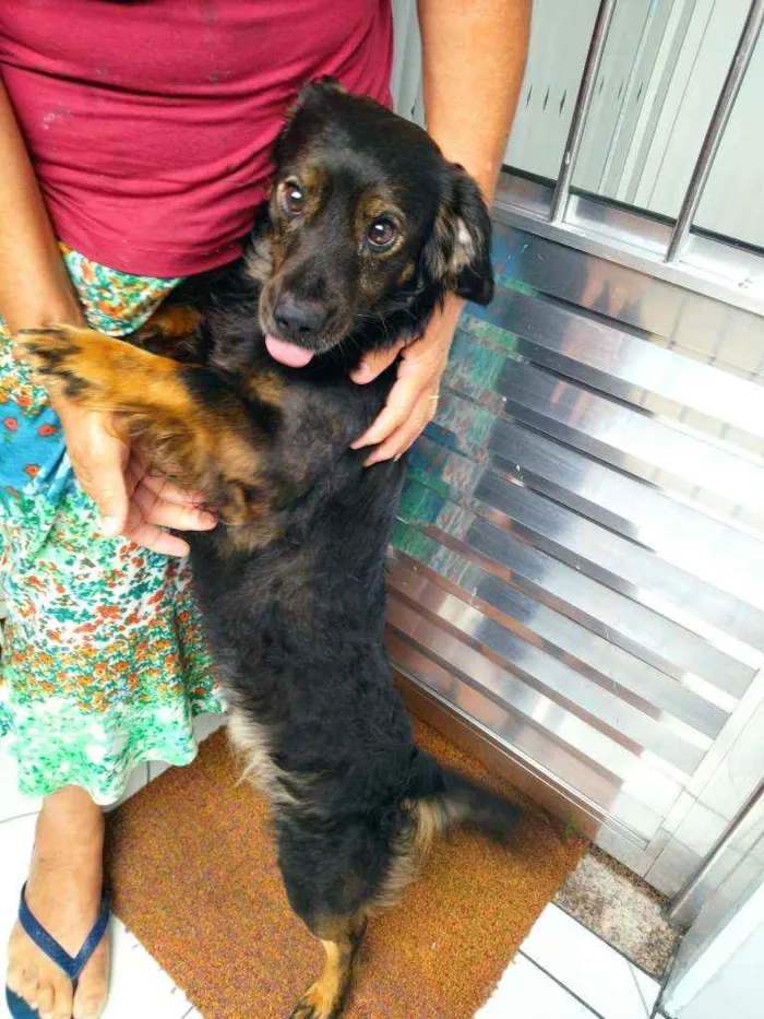 Cachorro ra a SRD idade 2 anos nome Bobi