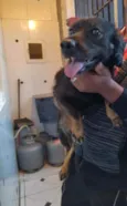 Bobi
