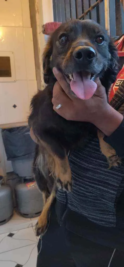 Cachorro ra a SRD idade 2 anos nome Bobi