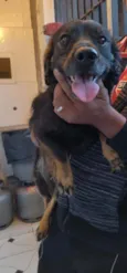 Bobi