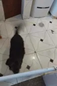 Bobi
