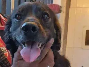 Cachorro raça SRD idade 2 anos nome Bobi