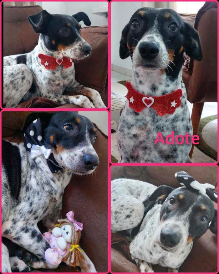 Cachorro ra a Srd idade 2 anos nome Malu