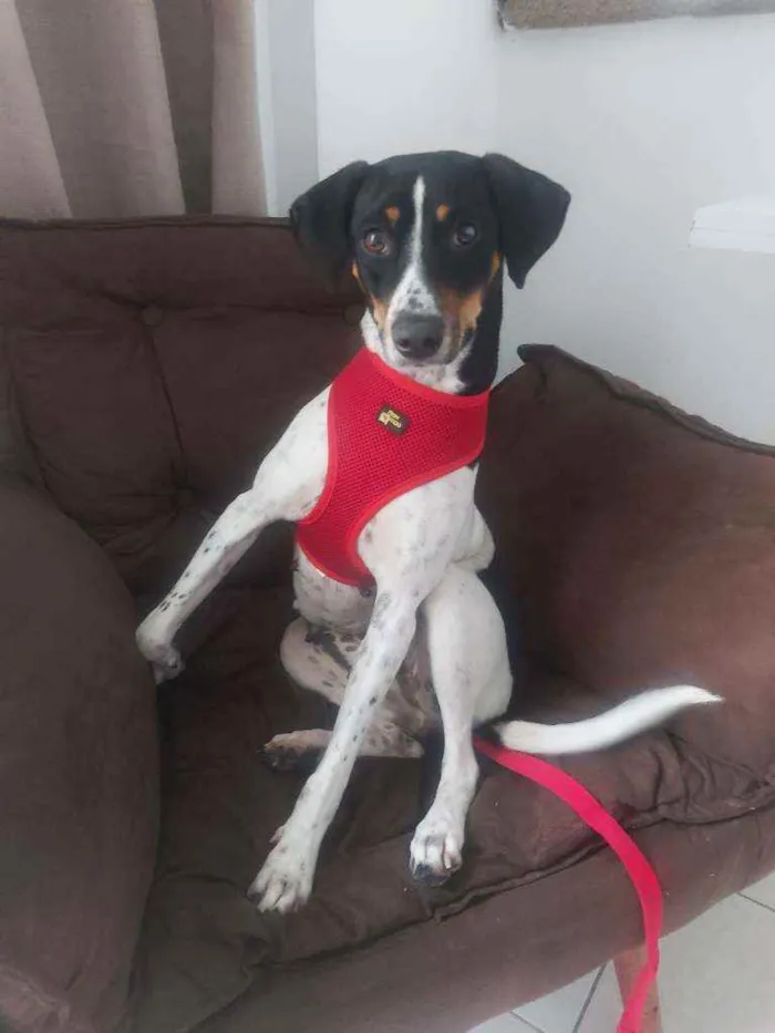 Cachorro ra a Srd idade 2 anos nome Malu