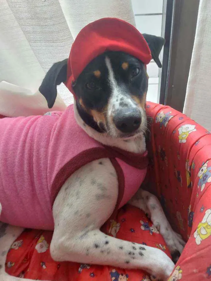Cachorro ra a Srd idade 2 anos nome Malu