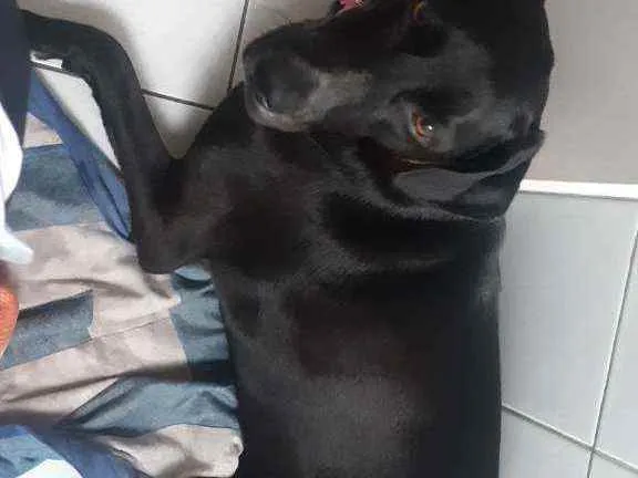 Cachorro raça Vira lata idade 1 ano nome Cacau
