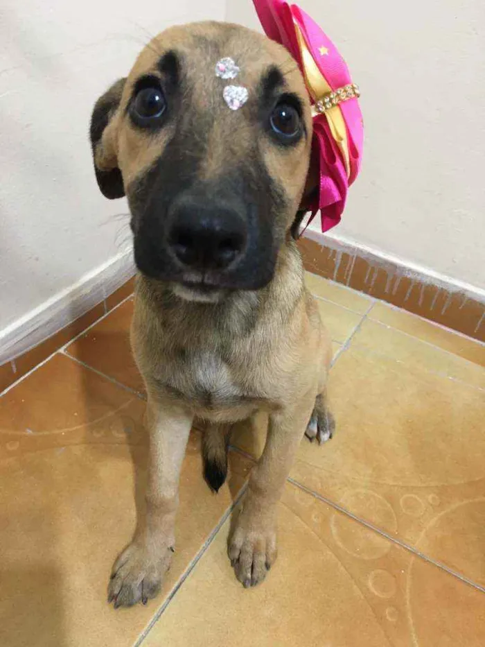 Cachorro ra a Sdr idade 2 a 6 meses nome Titan e Safira