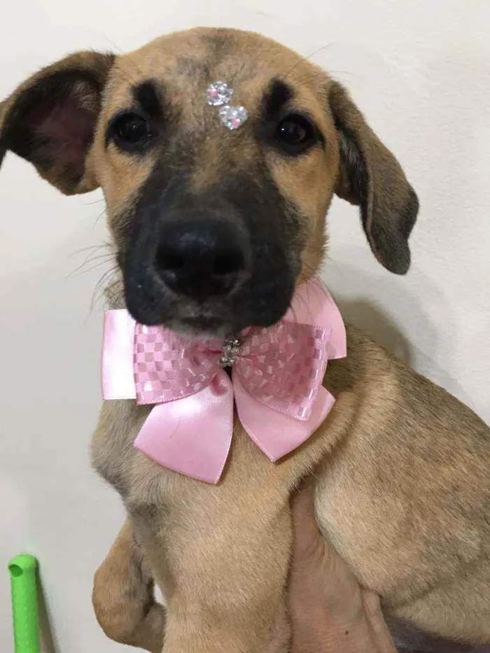 Cachorro ra a Sdr idade 2 a 6 meses nome Titan e Safira