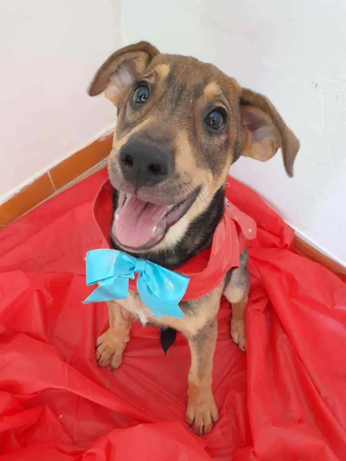 Cachorro ra a Sdr idade 2 a 6 meses nome Titan e Safira